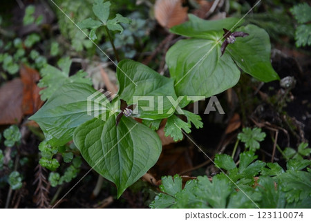 春天裡長著三片大葉子的謙遜延齡草 123110074