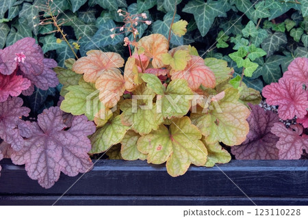 Heuchera grows in cottage garden. Heuchera cultivated for ornamental purposes in flowerbed. Sunny day. Heuchera grows in cottage garden. Heuchera cultivated for ornamental purposes in flowerbed. Sunny day. 123110228