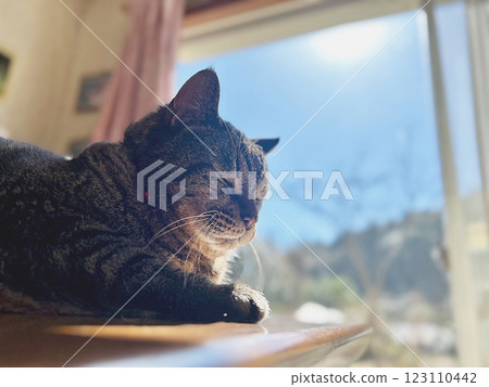 Cat looking out the window Cat looking out the window 123110442