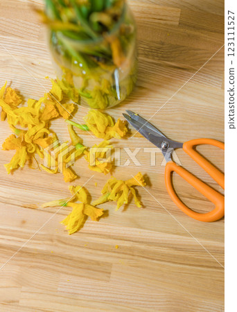 Withered daffodils and orange-handled scissors on a wooden surface in the light. High quality photo 123111527