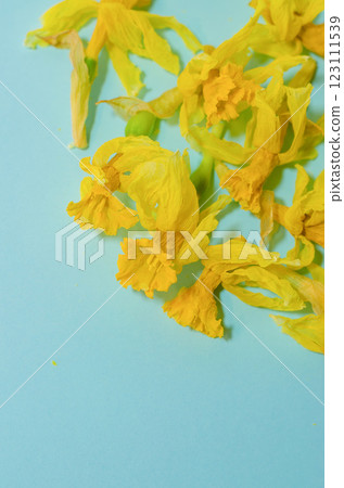 Scattered wilted daffodils yellow flowers on light blue background, close-up. High quality photo 123111539