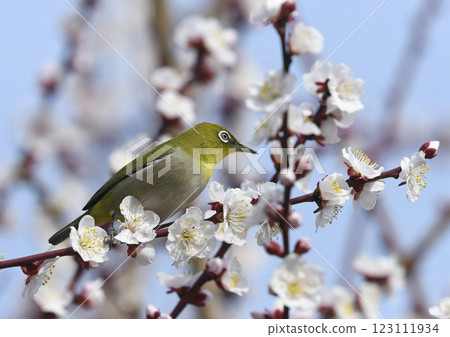 White-eye on white plum blossoms in full bloom (spring image) (Indian summer image) 123111934