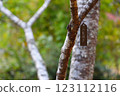 Park with trees 123112116