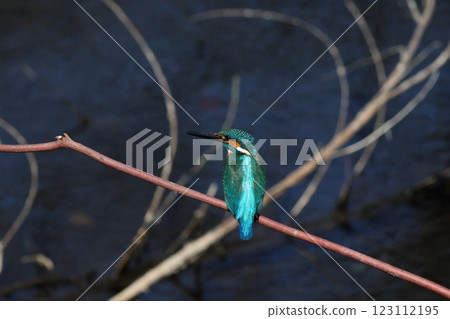 一隻閃閃發光的翠鳥棲息在樹枝上 123112195