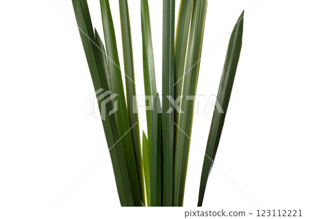 Silicone and latex artificial plants showcasing realistic green foliage for home decor and styling Silicone and latex artificial plants showcasing realistic green foliage for home decor and styling 123112221