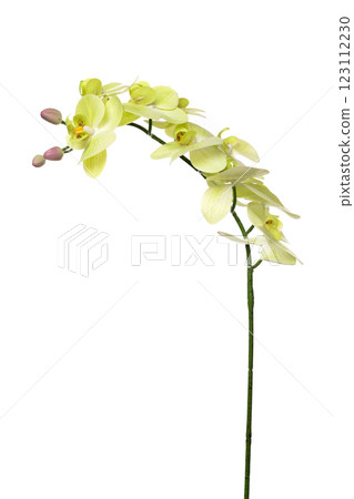 Elegant artificial orchid plant made of silicone and latex for home decoration and arrangements 123112230