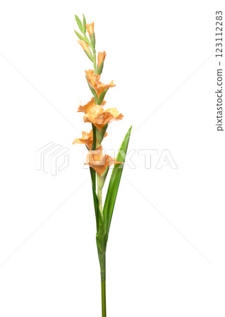 Elegant artificial plant design featuring soft orange blossoms with realistic green foliage, perfect Elegant artificial plant design featuring soft orange blossoms with realistic green foliage, perfect 123112283