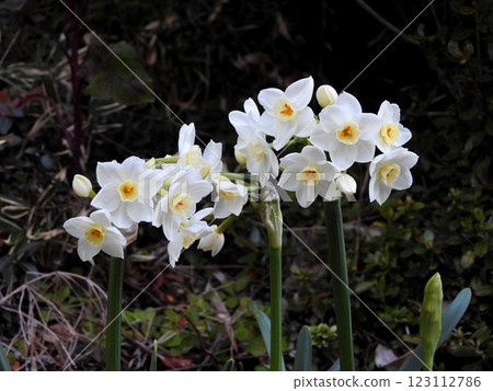 White narcissus (paper white) White narcissus (paper white) 123112786