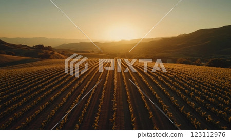 Vast vineyard at sunrise showcasing rows of grapevines stretching to the horizon. A serene landscape radiates tranquility. Nature at its finest creation. Generative AI Vast vineyard at sunrise showcasing rows of grapevines stretching to the horizon. A serene landscape radiates tranquility. Nature at its finest creation. Generative AI 123112976