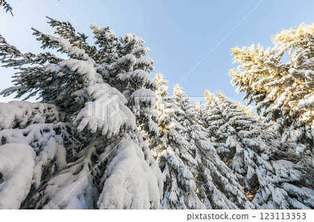Pine trees in mountains in winter sunny day. 123113353