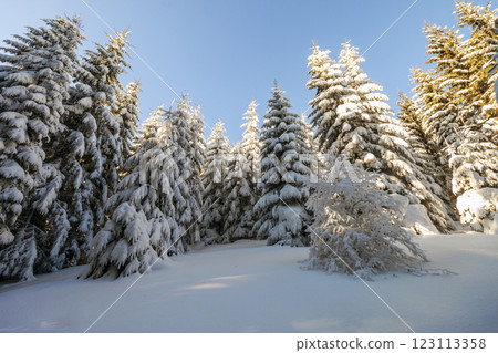 Pine trees in mountains in winter sunny day. 123113358