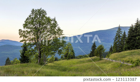 Panorama of mountains at sunset with big tree standing at front Panorama of mountains at sunset with big tree standing at front 123113387