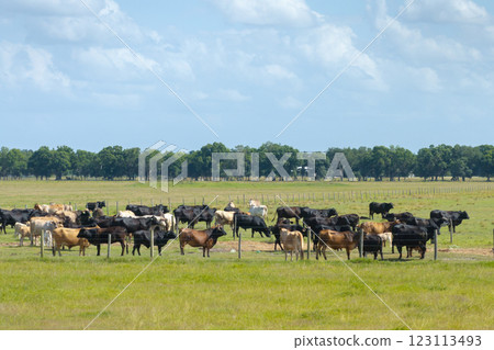 Milk cows grazing on green farm pasture. Production of organic dairy products. Feeding of cattle on farmland grassland 123113493