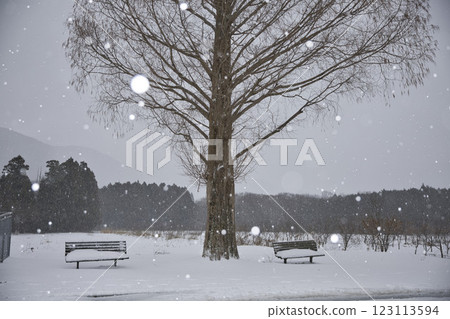 水杉大道旁的長椅與雪球散景 5 123113594
