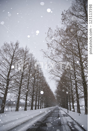 水杉樹和雪球散景 9 123113598
