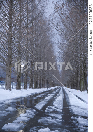 Metasequoia trees covered in snow in the extreme cold: vertical composition 7 Metasequoia trees covered in snow in the extreme cold: vertical composition 7 123113628
