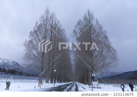 Metasequoia trees covered in snow in the extreme cold: Horizontal composition 3 123113675