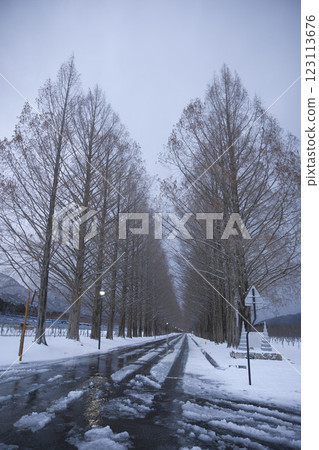 Metasequoia trees covered in snow in the extreme cold: vertical composition 5 123113676