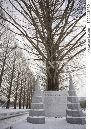 Snow-covered Metasequoia Tree Line and Monument 3 Snow-covered Metasequoia Tree Line and Monument 3 123113680