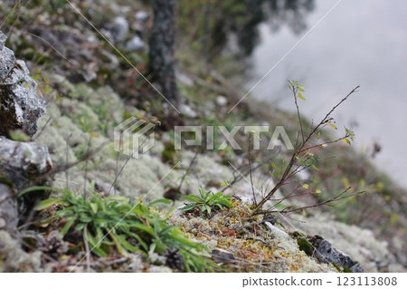 Rocky hill covered with moss, grass, twigs and lichen. Forest details background. 123113808