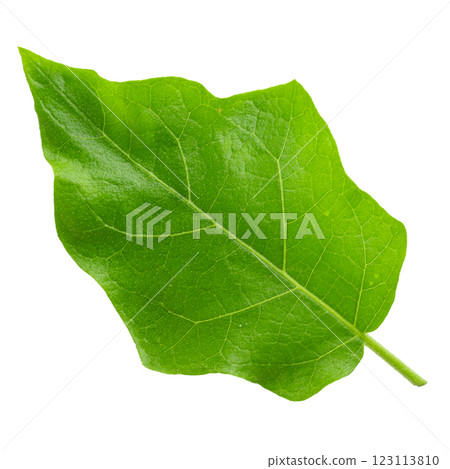 Pea Eggplants or turkey berry isolated over white background Pea Eggplants or turkey berry isolated over white background 123113810