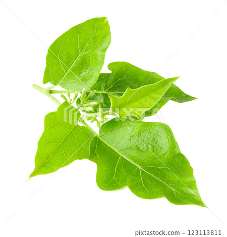 Pea Eggplants or turkey berry isolated over white background 123113811