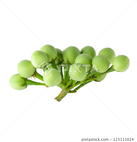 Pea Eggplants or turkey berry isolated over white background Pea Eggplants or turkey berry isolated over white background 123113814