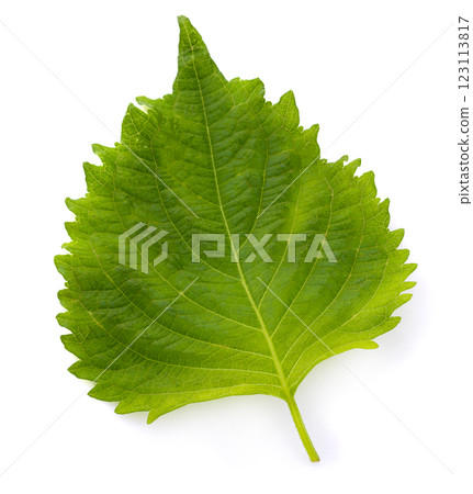 Fresh Green Shiso or Oba leaf isolated on a white background. Fresh Green Shiso or Oba leaf isolated on a white background. 123113817
