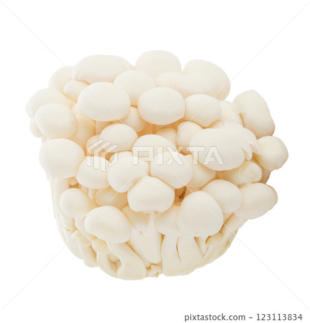Bunapi mushroom, White beech mushrooms, Shimeji mushroom, Edible mushroom isolated on white background 123113834