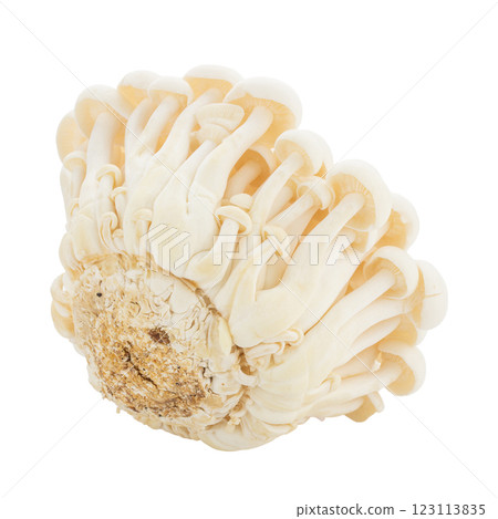 Bunapi mushroom, White beech mushrooms, Shimeji mushroom, Edible mushroom isolated on white background 123113835