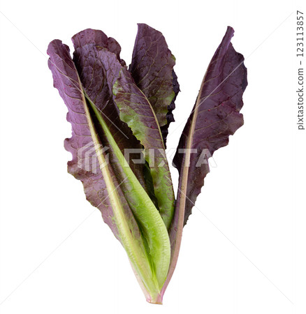 Red Leaf Lettuce isolated on a white background 123113857