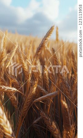Close-up of golden wheat ears in a field under a cloudy blue sky, capturing a sunny rural scene. Close-up of golden wheat ears in a field under a cloudy blue sky, capturing a sunny rural scene. 123113958