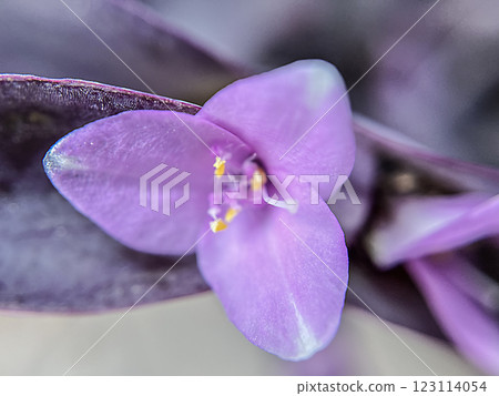 紫色月桂花微距攝影 123114054