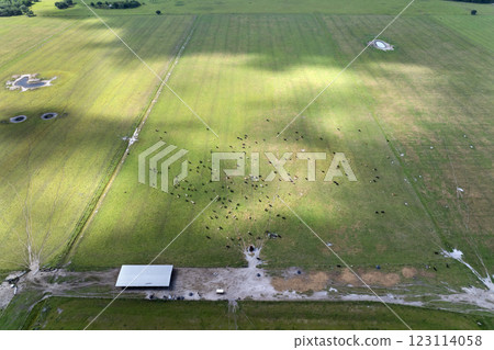 Milk cows grazing on Florida farm pasture. Feeding of cattle on farmland grassland 123114058