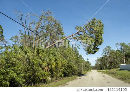 Hurricane wind broken tree damaged power line and communication wire in Florida. Damage to grid after natural disaster Hurricane wind broken tree damaged power line and communication wire in Florida. Damage to grid after natural disaster 123114105
