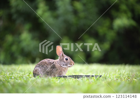 Grey small hare eating grass on summer field. Wild rabbit in nature Grey small hare eating grass on summer field. Wild rabbit in nature 123114148