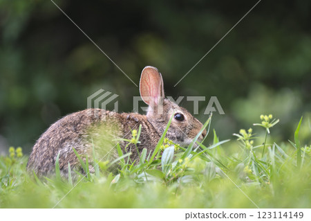 Grey small hare eating grass on summer field. Wild rabbit in nature 123114149