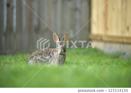 Grey small hare eating grass on summer field. Wild rabbit in nature Grey small hare eating grass on summer field. Wild rabbit in nature 123114150
