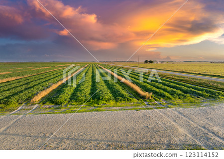 Green ripening agricultural field with growing crop culture in Florida, USA. Farmland landscape in summer season. Farming and agriculture industry 123114152
