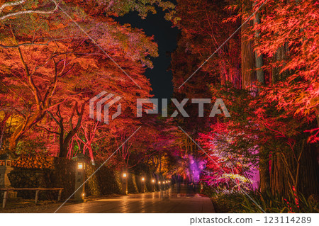 Autumn foliage illumination at Hodasan Son'eiji Temple in Fukuroi City (Shizuoka Prefecture) Autumn foliage illumination at Hodasan Son'eiji Temple in Fukuroi City (Shizuoka Prefecture) 123114289