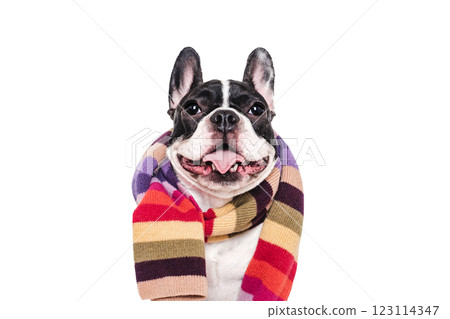 Cute puppy and knitted winter scarf. Studio shot 123114347