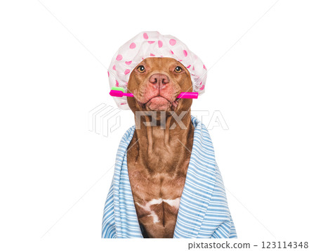 Cute dog, shower cap, toothbrush and blue towel Cute dog, shower cap, toothbrush and blue towel 123114348