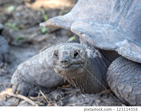 Aldabra giant tortoise. Wonderful islands of Seychelles 123114358