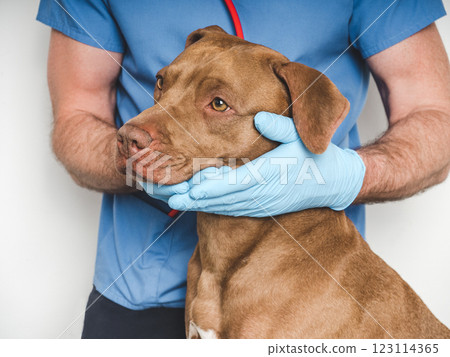 Cute dog and veterinarian. Close-up, white isolated background 123114365