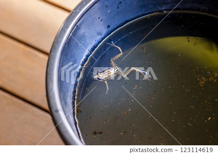 A small frog taking a swim in a bucket of water 123114619