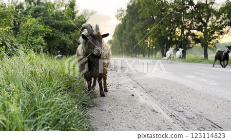 Curious male goat looking into camera and sniffing it outdoor. Cute friendly animal showing curiosity at countryside. Cattle on pasture. Concept of livestock agriculture 123114823