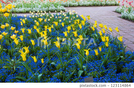 fANATSTIC TULIP FIELDS WITH   FORGET-ME-NOT FLOWERS AS UNDERCOAT 123114864