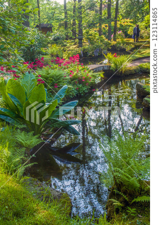 aMAZING rHODODENDRON BLOSSOMS IN Japanese garden in the Hague in late May 123114865
