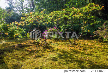 fANATSTIC Japanese garden in th Hague 123114870