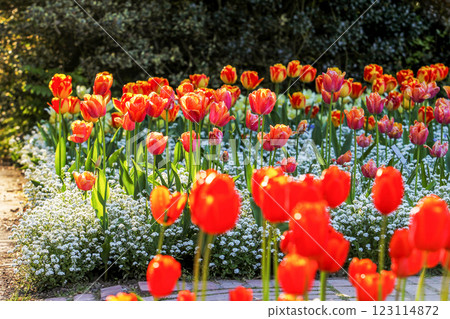 fANTASTIC TULIP FIELDS WITH   FORGET-ME-NOT FLOWERS AS UNDERCOAT 123114872